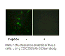 Product image for CDC25B (Ab-353) Antibody