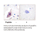 Product image for CDC25B (Ab-353) Antibody