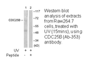 Product image for CDC25B (Ab-353) Antibody