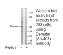 Product image for Dematin (Ab-403) Antibody