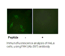 Product image for FAK (Ab-397) Antibody