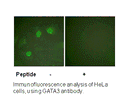 Product image for GATA3 (Ab-308) Antibody