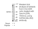 Product image for GATA4 (Ab-262) Antibody