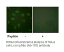 Product image for GATA4 (Ab-105) Antibody