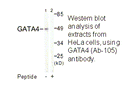 Product image for GATA4 (Ab-105) Antibody