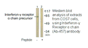 Product image for Interferon-&gamma; Receptor &alpha; chain (Ab-457) Antibody