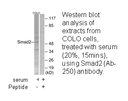 Product image for Smad2 (Ab-250) Antibody