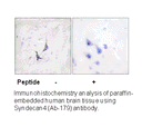 Product image for Syndecan4 (Ab-179) Antibody