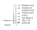 Product image for Syndecan4 (Ab-179) Antibody