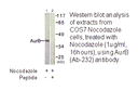 Product image for AurB (Ab-232) Antibody