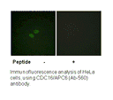 Product image for CDC16/APC6 (Ab-560) Antibody