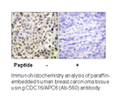 Product image for CDC16/APC6 (Ab-560) Antibody