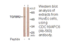 Product image for CDC16/APC6 (Ab-560) Antibody