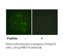 Product image for HMG14 (Ab-21) Antibody