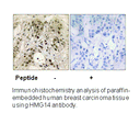 Product image for HMG14 (Ab-21) Antibody