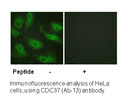 Product image for CDC37 (Ab-13) Antibody