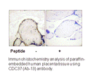 Product image for CDC37 (Ab-13) Antibody