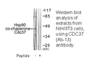 Product image for CDC37 (Ab-13) Antibody