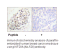 Product image for KIF20A (Ab-528) Antibody