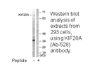 Product image for KIF20A (Ab-528) Antibody