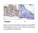 Product image for MARK2 (Ab-596) Antibody