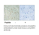 Product image for MAX (Ab-2) Antibody