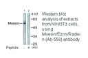 Product image for Moesin (Ab-558) Antibody