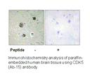 Product image for CDK5 (Ab-15) Antibody