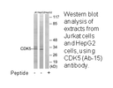 Product image for CDK5 (Ab-15) Antibody