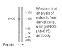 Product image for eNOS (Ab-615) Antibody