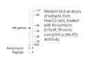 Product image for IKK-&gamma; (Ab-85) Antibody