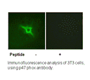 Product image for p47 phox (Ab-328) Antibody