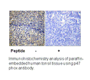 Product image for p47 phox (Ab-328) Antibody