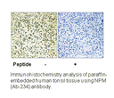 Product image for NPM (Ab-234) Antibody