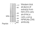 Product image for NPM (Ab-234) Antibody