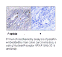 Product image for Nuclear Receptor NR4A1 (Ab-351) Antibody