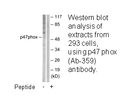 Product image for p47 phox (Ab-359) Antibody