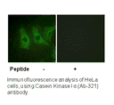 Product image for CKI-&alpha; (Ab-321) Antibody