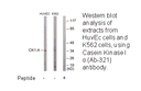 Product image for CKI-&alpha; (Ab-321) Antibody