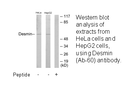 Product image for Desmin (Ab-60) Antibody