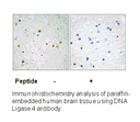 Product image for DNA Ligase 4 (Ab-650) Antibody