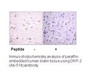 Product image for DRP-2 (Ab-514) Antibody