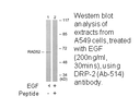 Product image for DRP-2 (Ab-514) Antibody