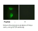 Product image for IGF2R (Ab-2409) Antibody