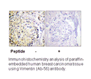 Product image for Vimentin (Ab-56) Antibody