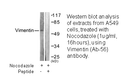 Product image for Vimentin (Ab-56) Antibody