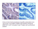 Product image for AMPK1 (Ab-485) Antibody