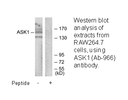 Product image for ASK1 (Ab-966) Antibody