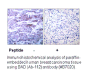 Product image for BAD (Ab-112) Antibody