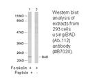 Product image for BAD (Ab-112) Antibody